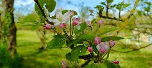 First apple blossom