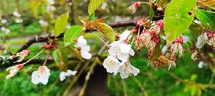 (White) Cherry blossom