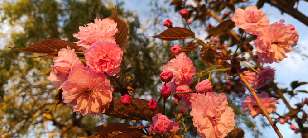 (Pink) Cherry blossom