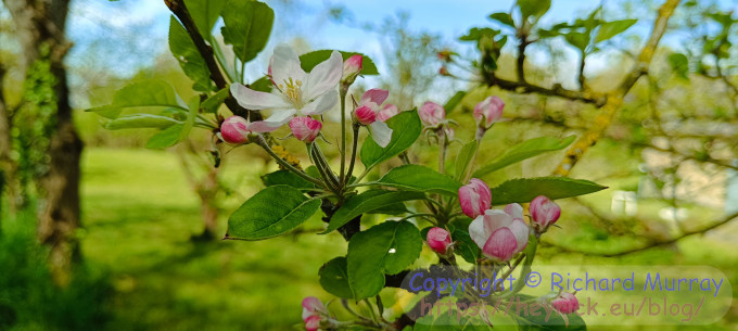 First apple blossom