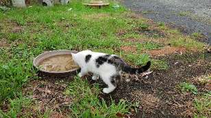 Kitten looking into bird water bowl.