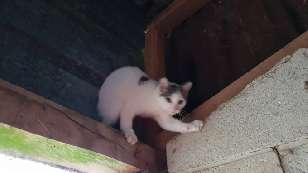 Kitten stuck in the rafters.