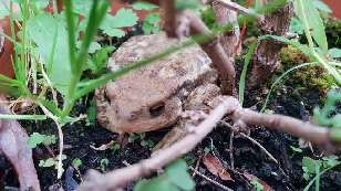 A frog in the plant pot.