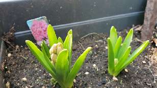 Twice the Hyacinth