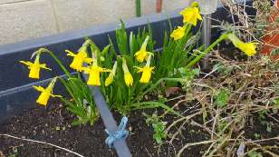 Mini daffodils in flower