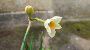 Dual daffodil?