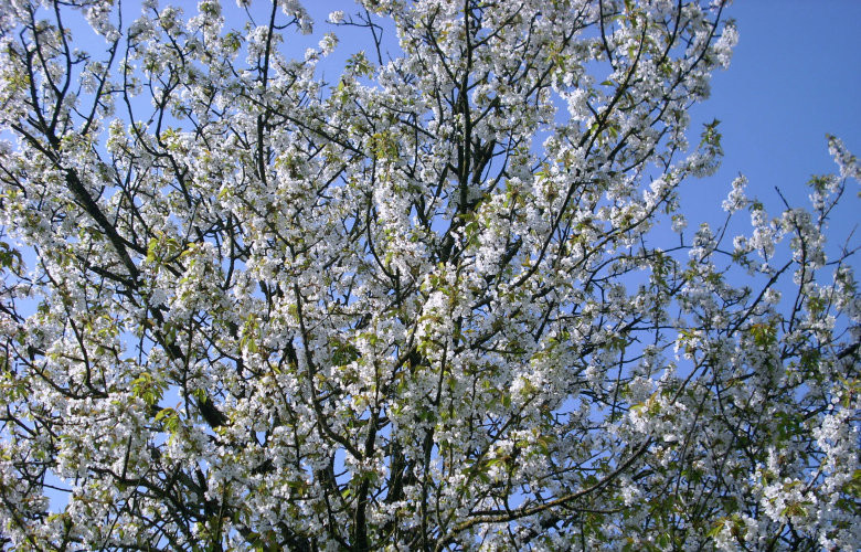 Our cherry blossom: OMG, that's a lot of cherries to pop!
