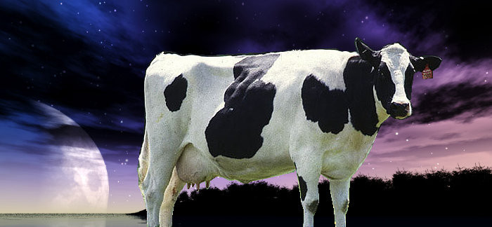 Cow at night.