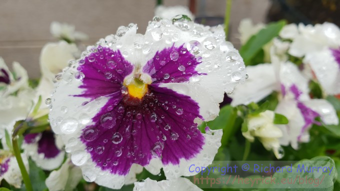 Droplets on a pansy