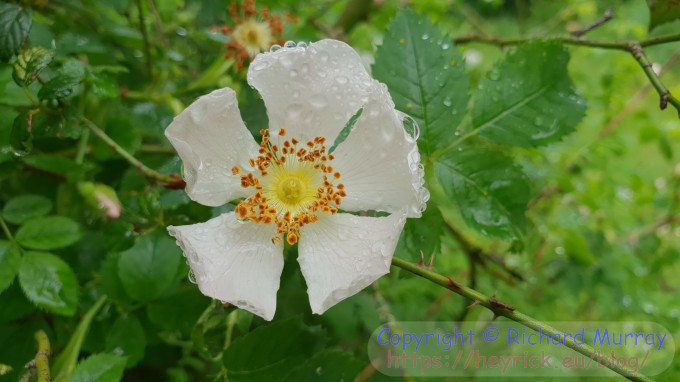 Droplets on a wild rose