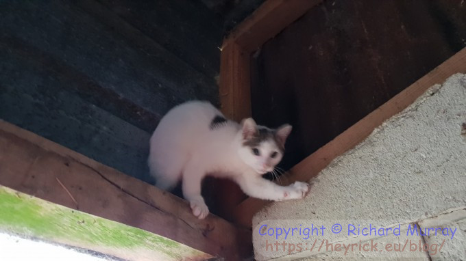 Kitten stuck in the rafters.
