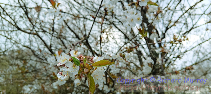 First cherry blossom